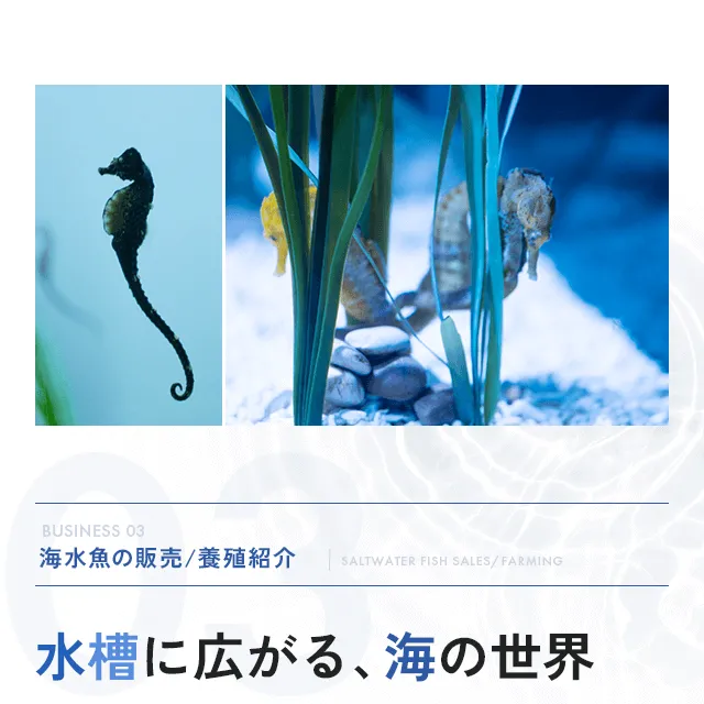 海水業の販売/養殖紹介